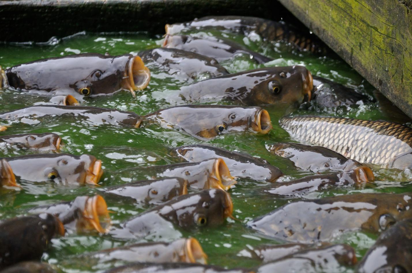 5 Tips Budidaya Ikan Mas Di Kolam Pemancingan