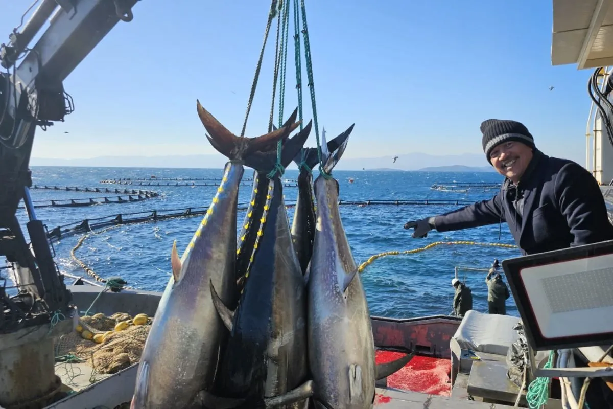 5 Tips Menangkap Ikan Tuna Dengan Jala Di Pemancingan Laut